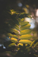 Sunlight filtering through leaves onto an ancient Ayurveda text with herbs nearby.