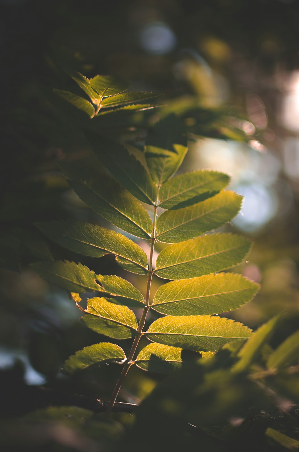 green leaf in close up photography