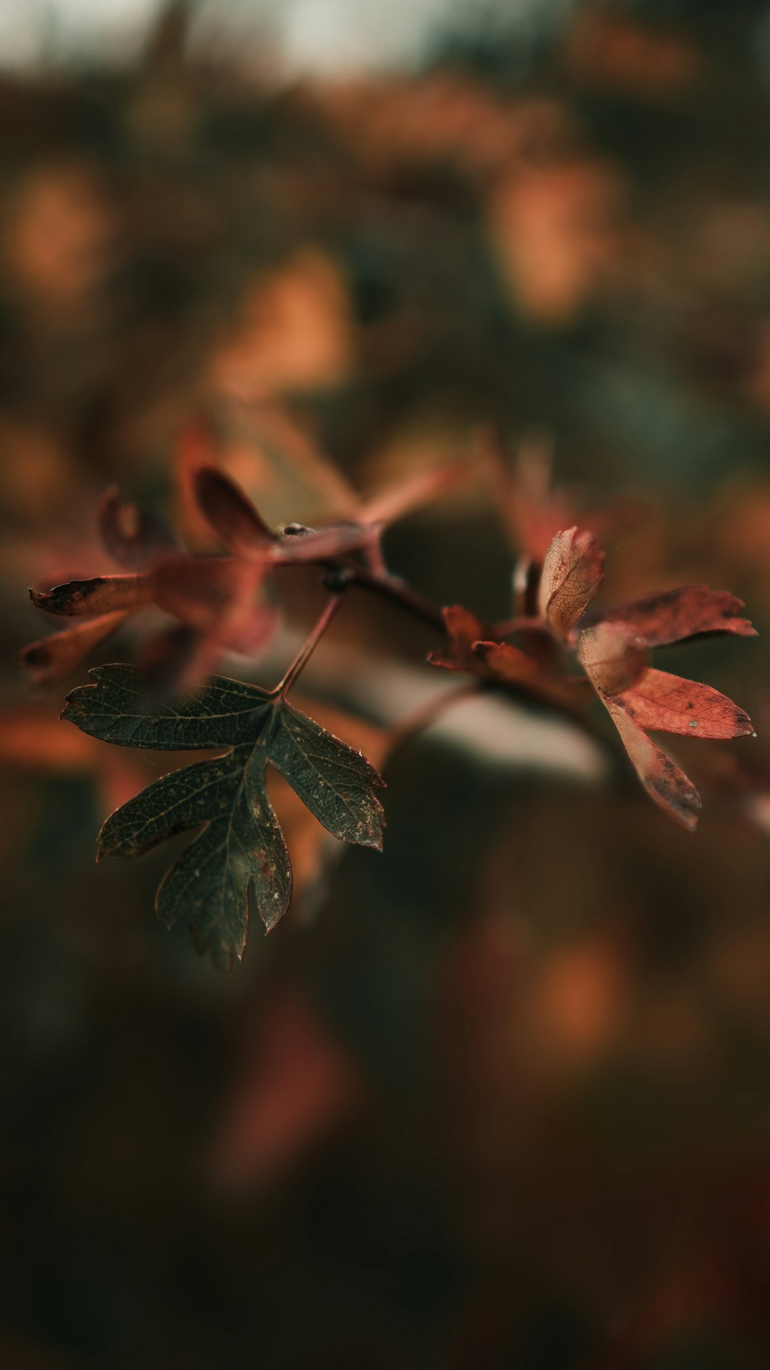 red leaves in tilt shift lens