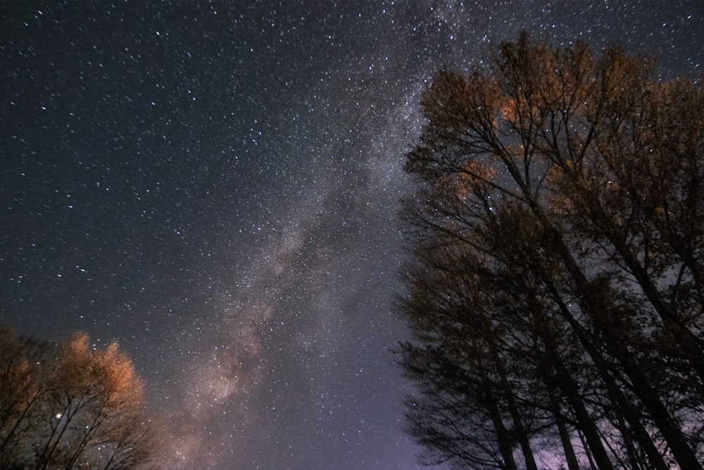 bare trees under starry night