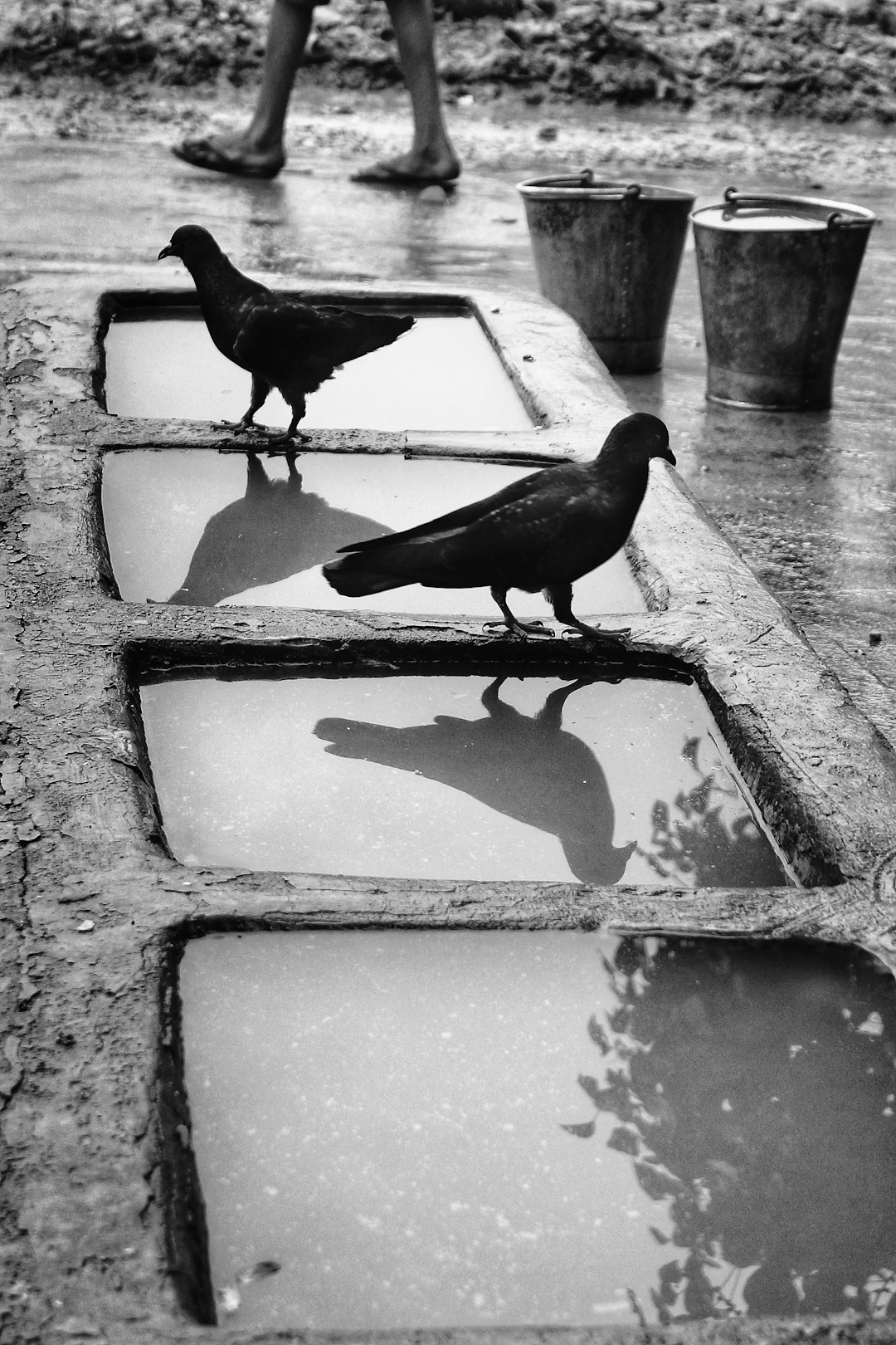 black pigeon on concrete wall