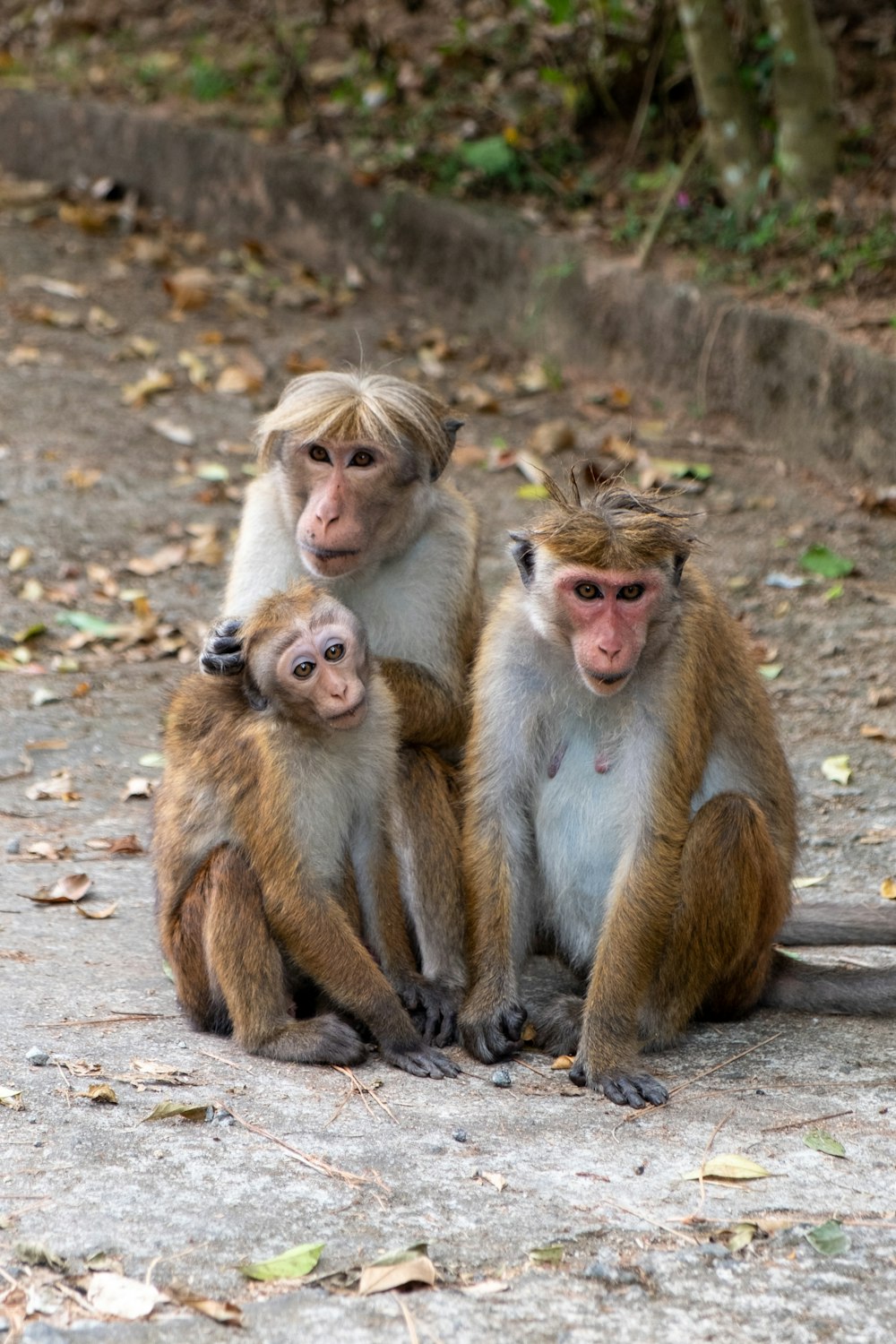 two brown monkeys on brown tree branch during daytime