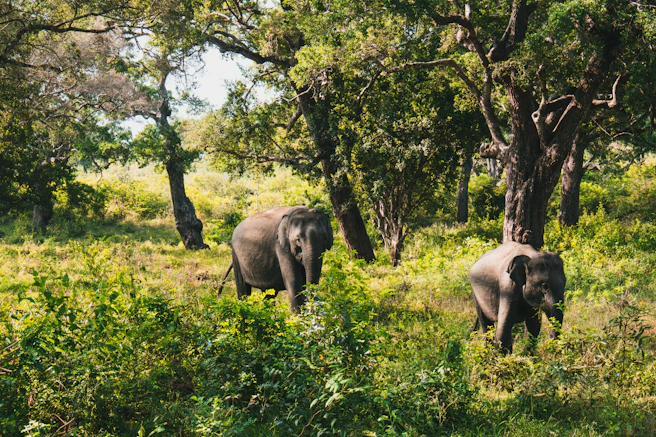 elephant on green grass field during daytime