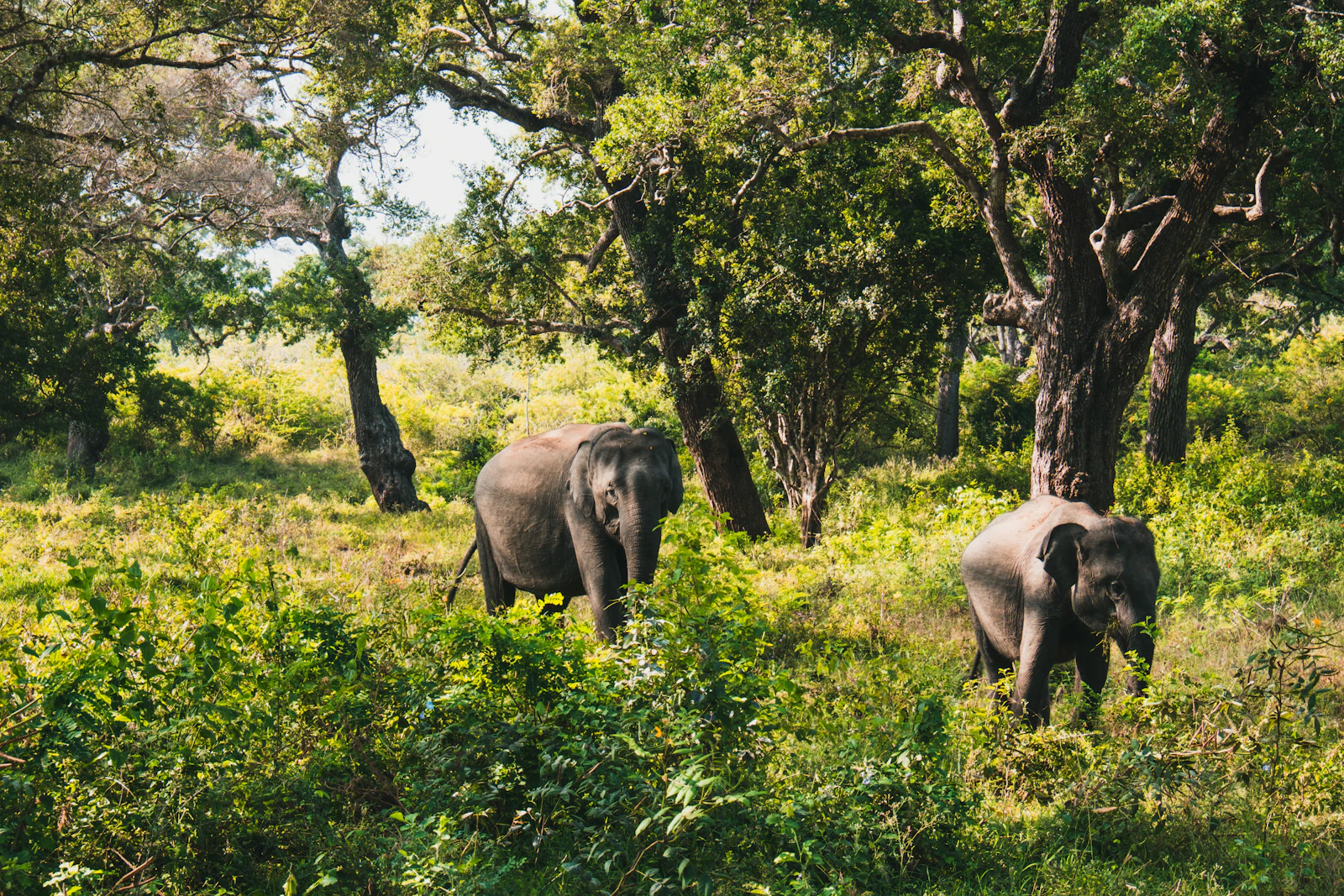 Culture, Hills & Wildlife