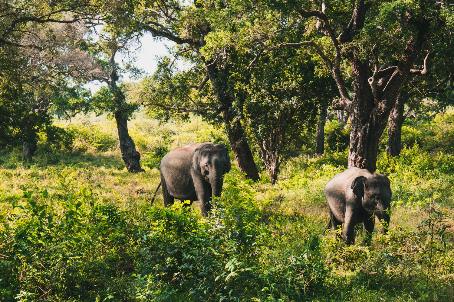 Wild elephant standing in the green grass of Yala