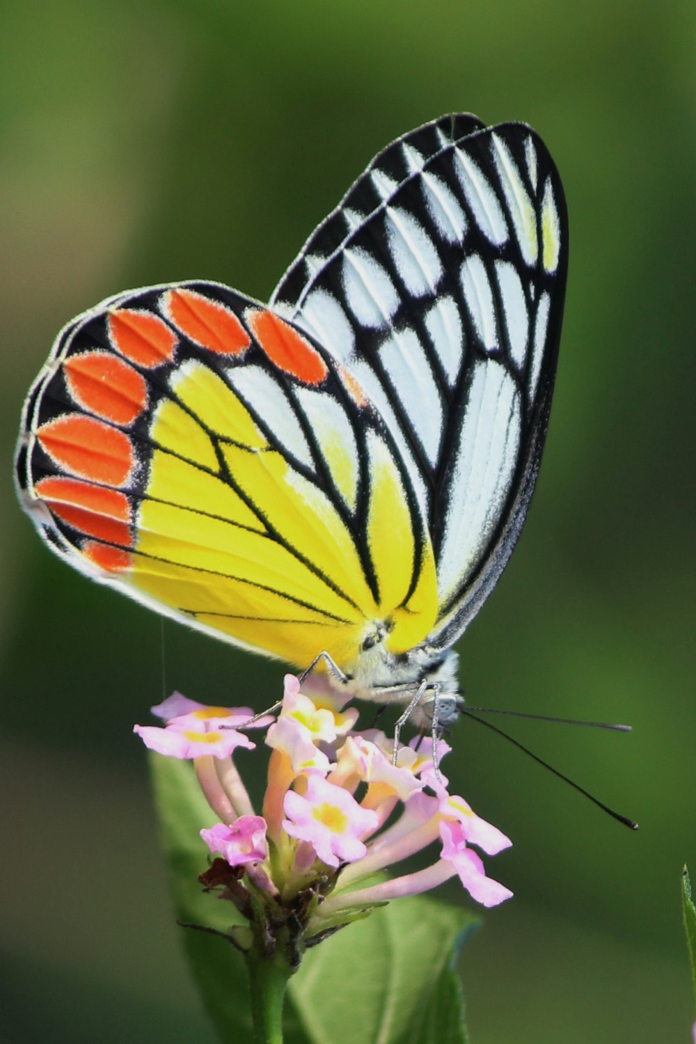 tiger swallowtail butterfly perched on purple flower in close up photography during daytime