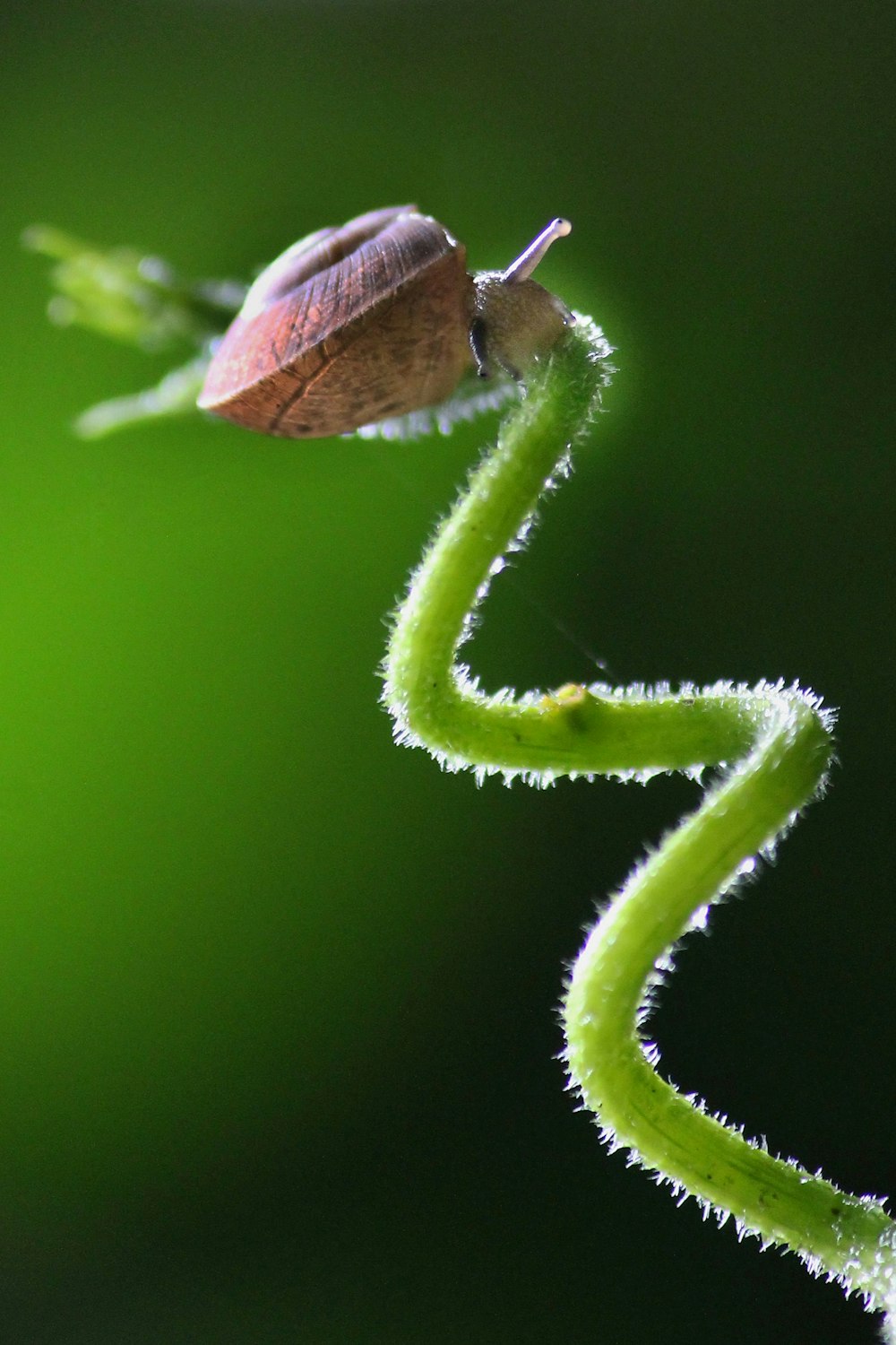 brown and white moth on green plant