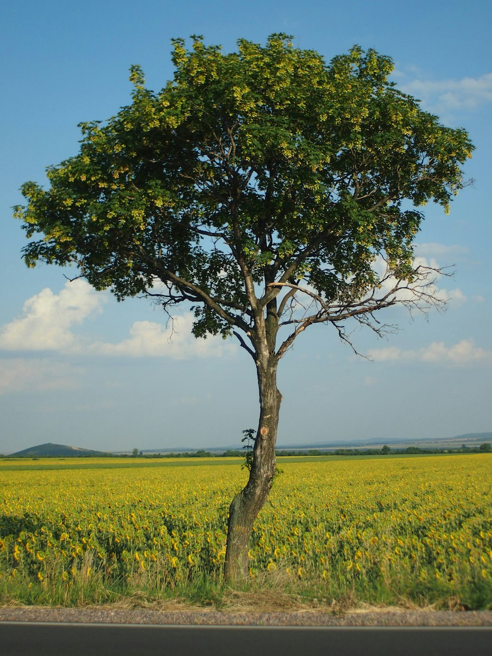 green tree on yellow flower field during daytime