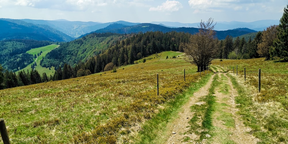 green grass field near green trees and mountain during daytime