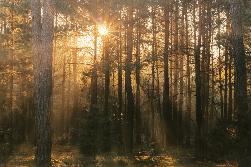 brown trees with sun rays