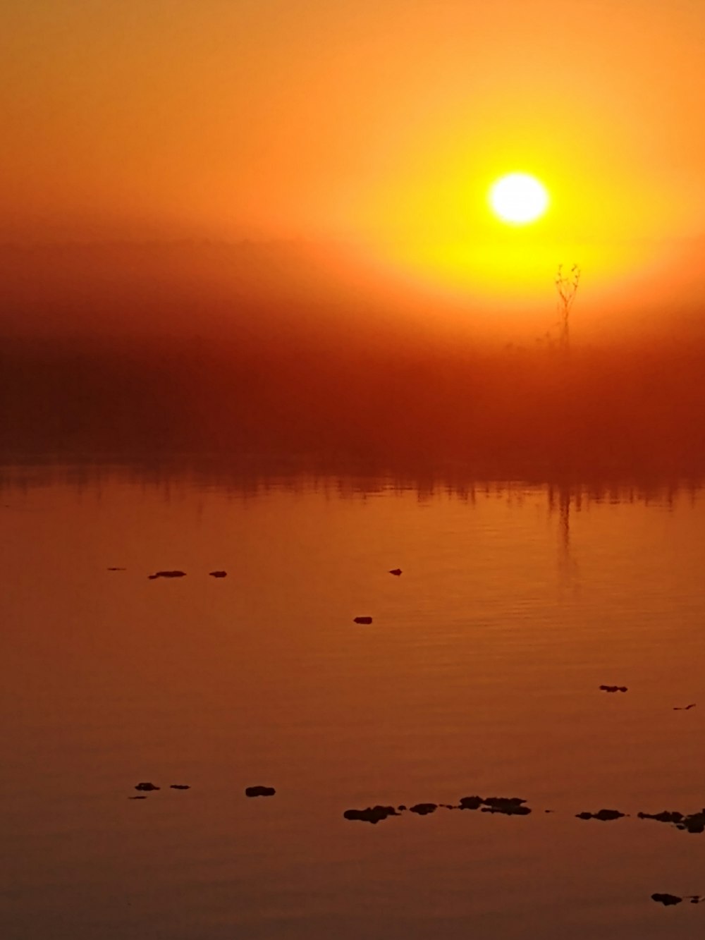 silhouette of birds on water during sunset