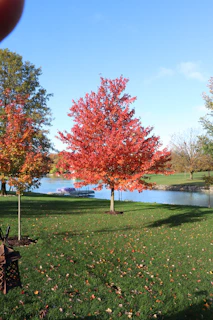 A vibrant autumn scene by Lake Superior with a lumberjack statue standing proudly among orange and blue foliage.