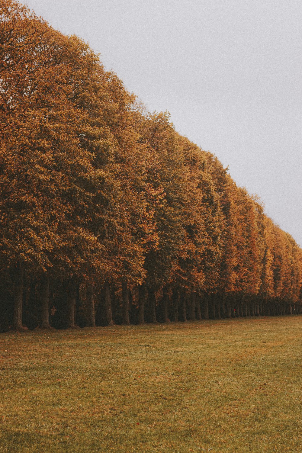 green and brown trees on green grass field during daytime