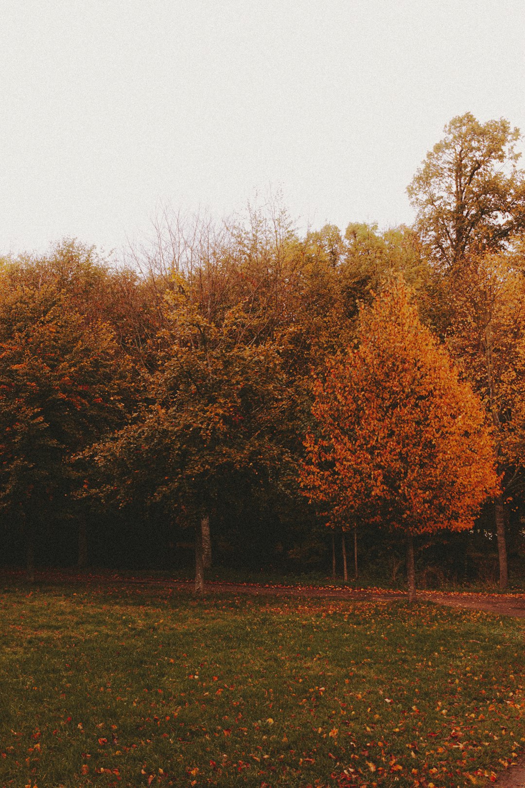 brown and green trees on green grass field during daytime