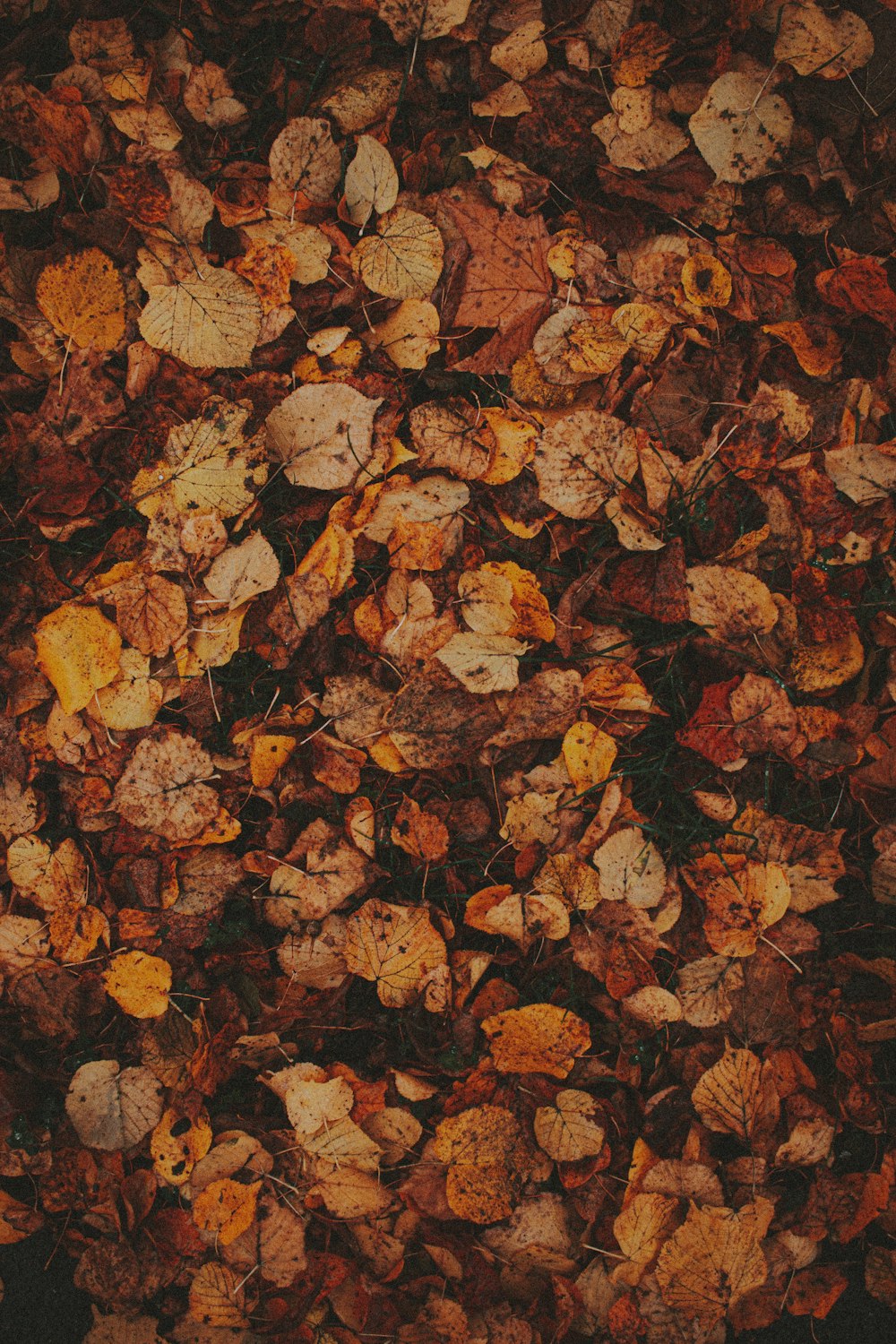 brown and white dried leaves