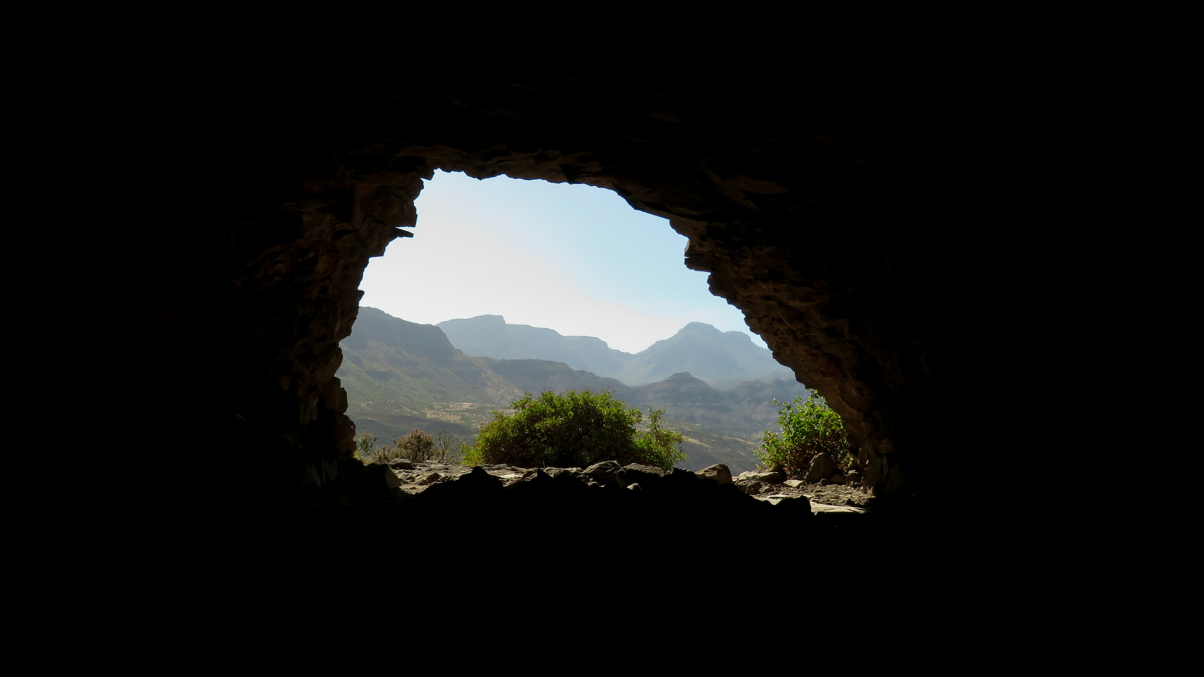 Grüne Bäume und Pflanzen tagsüber