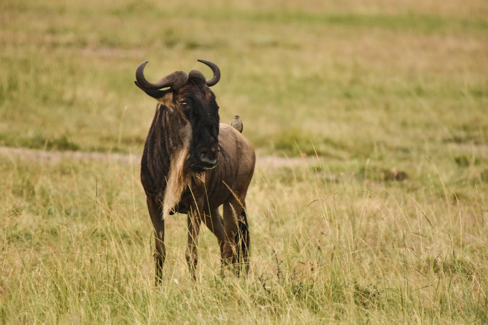 black water buffalo on brown grass field during daytime