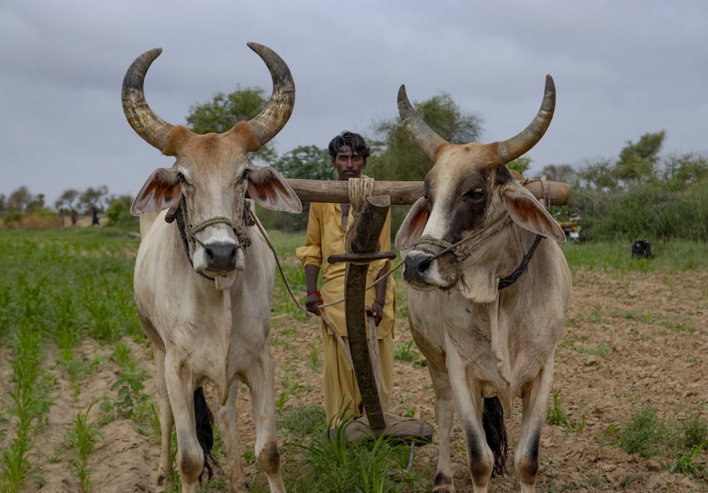 vache blanche sur un champ d’herbe verte pendant la journée