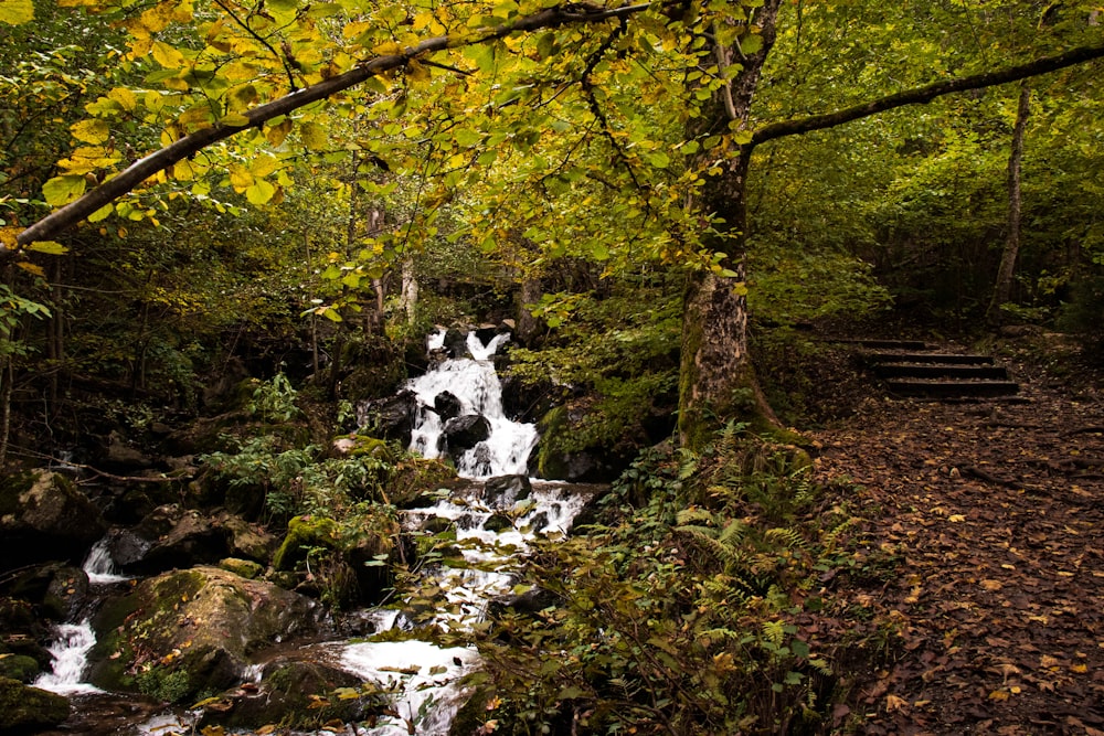 yellow and green trees beside river