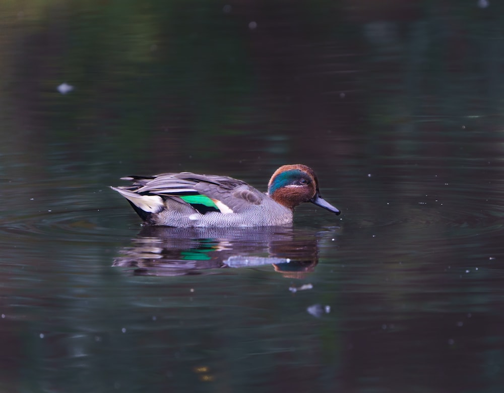 brown and white duck on water