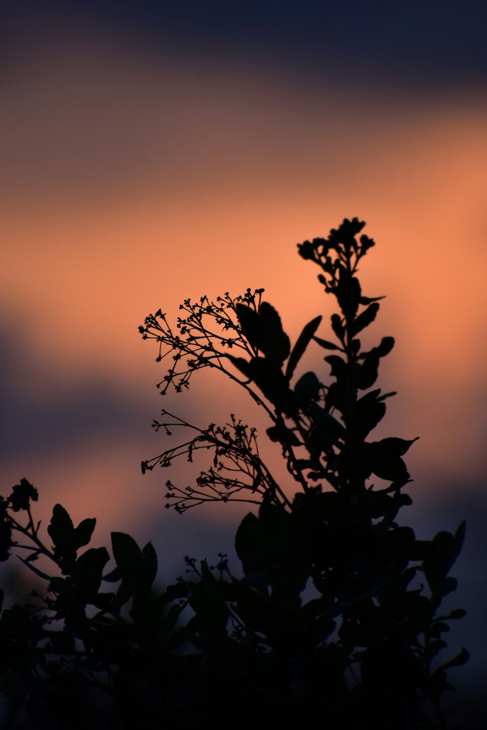 silhouette of plant during sunset