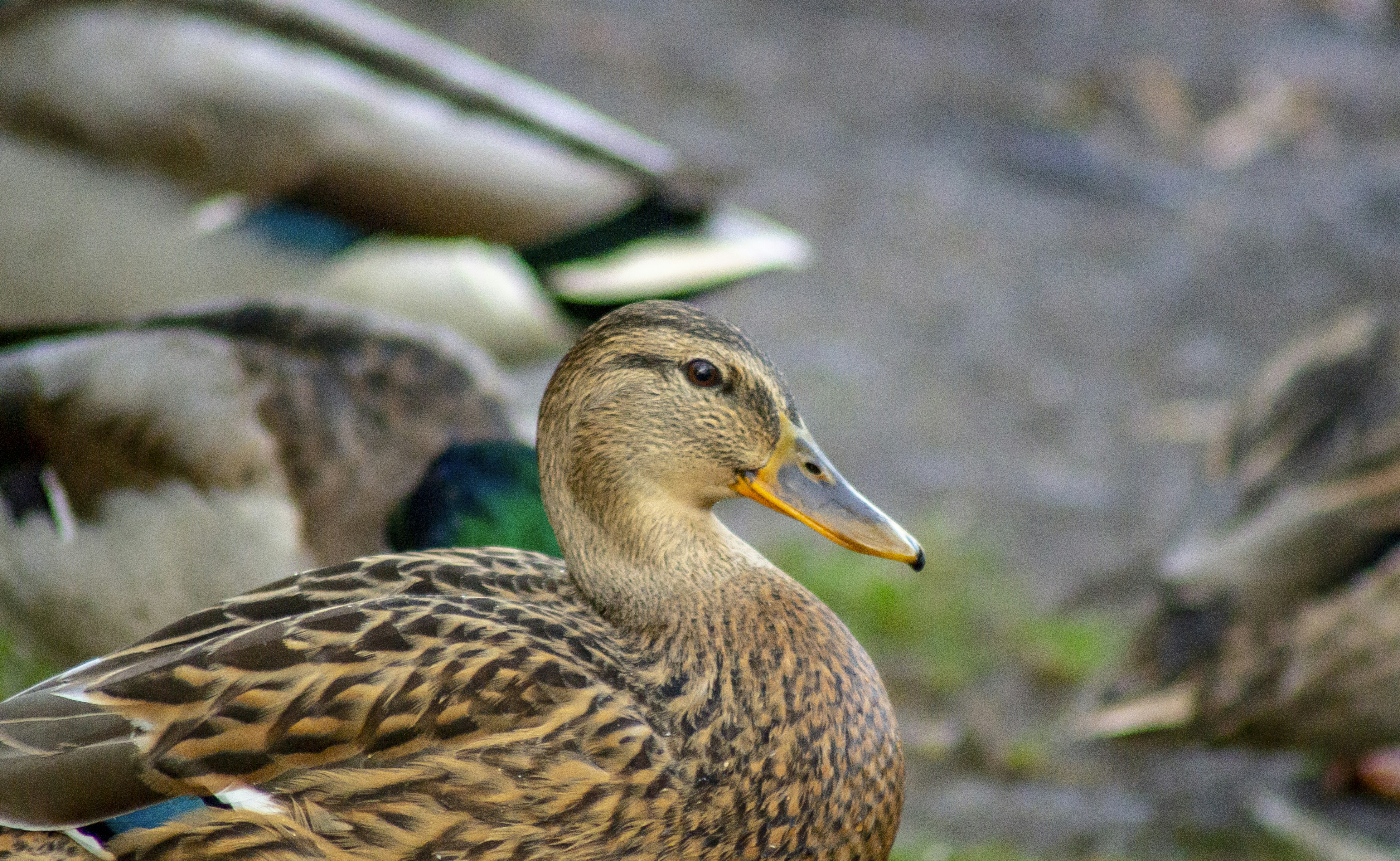 Photo by alex_devera