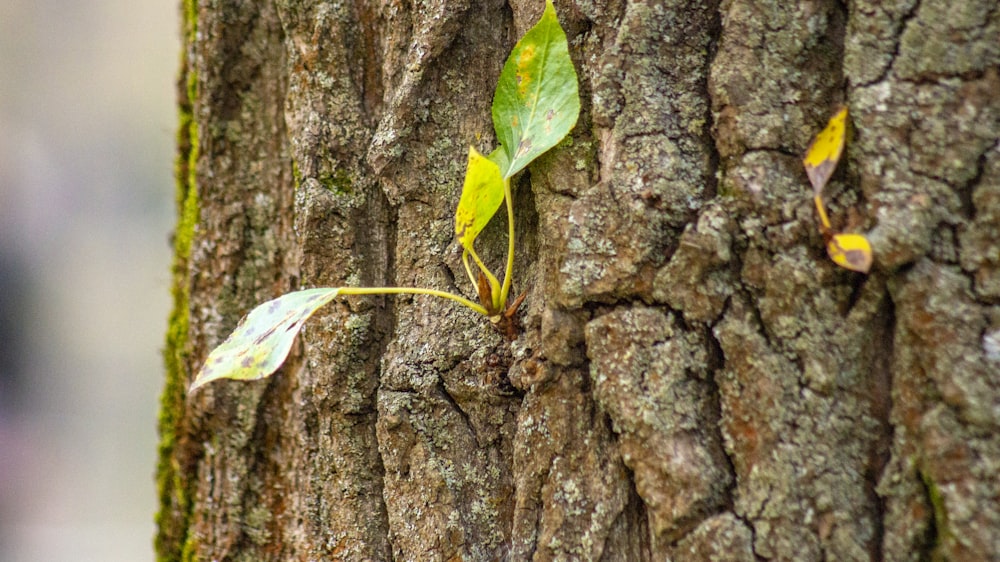 green leaf on brown tree trunk