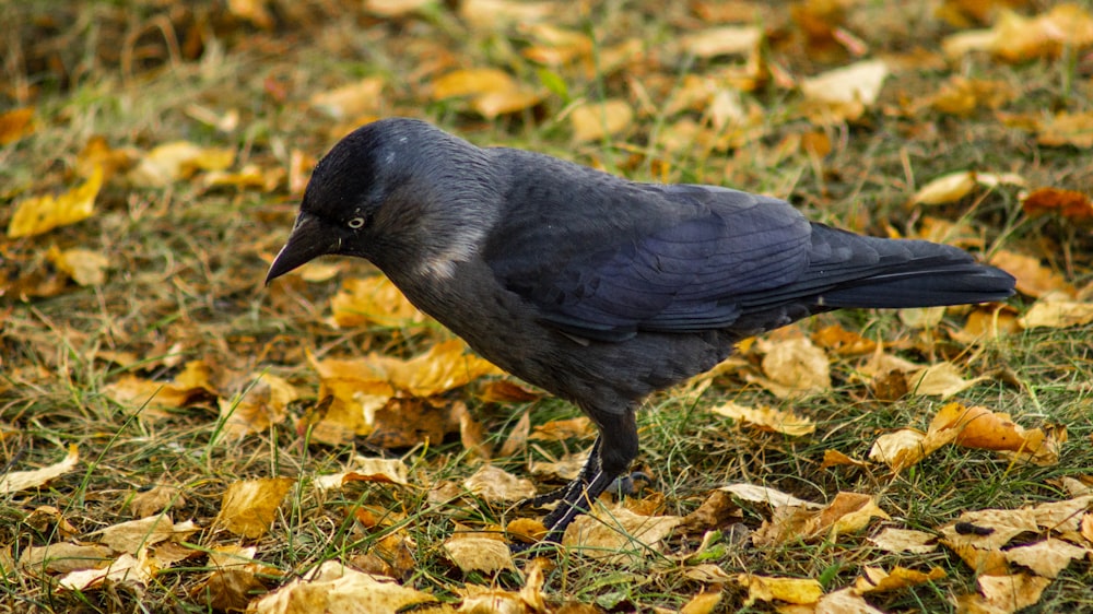 black bird on brown dried leaves