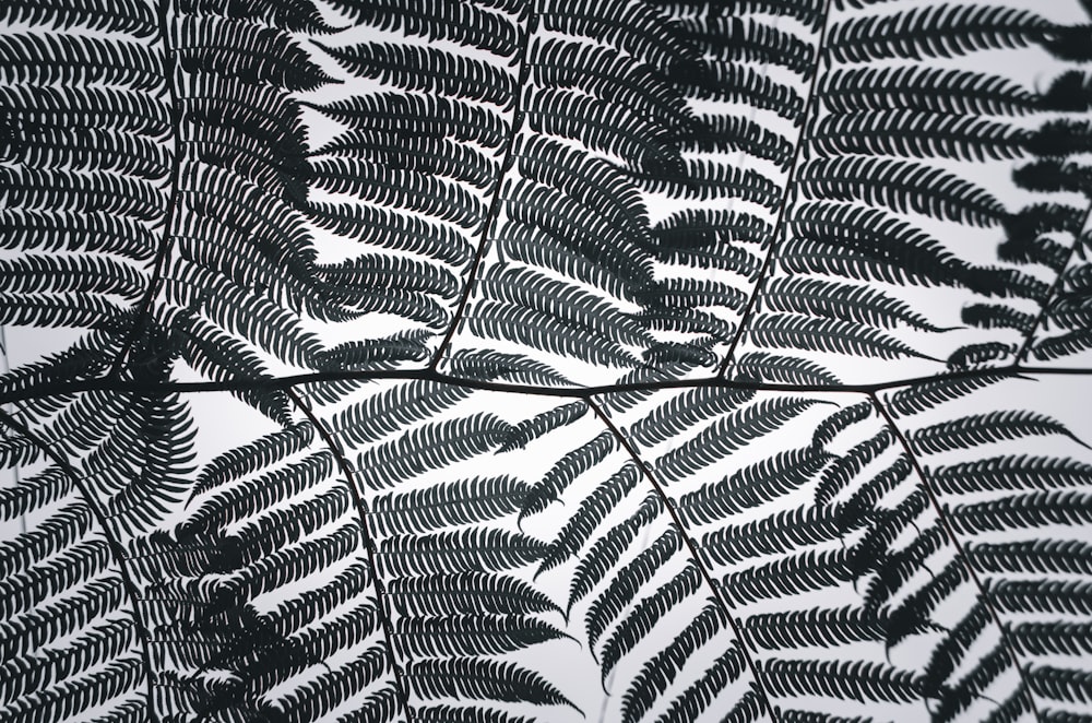 Ilustración de hojas en blanco y negro