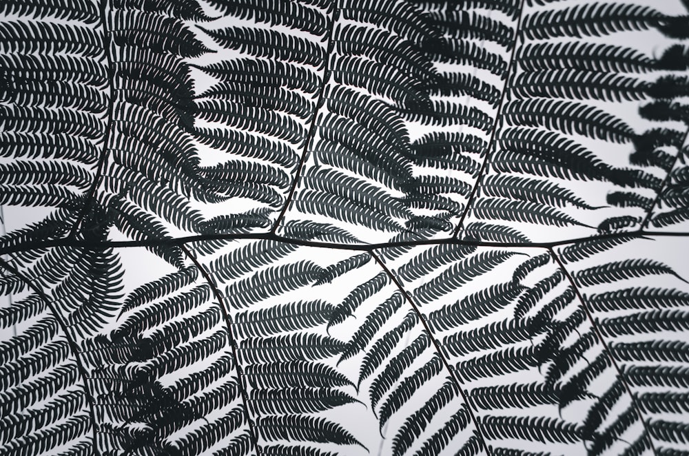 black and white leaf illustration