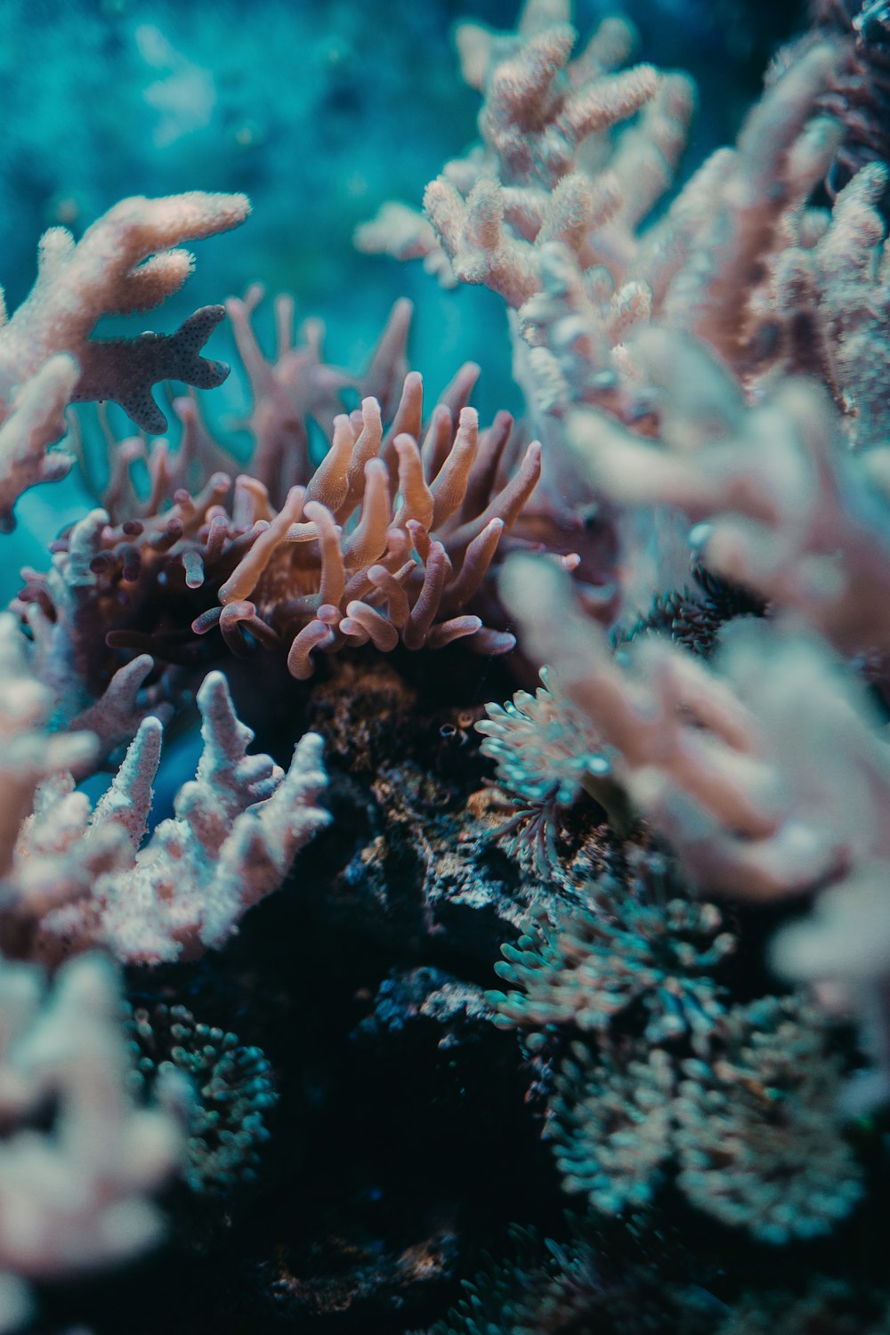 Braunes Korallenriff im Wasser