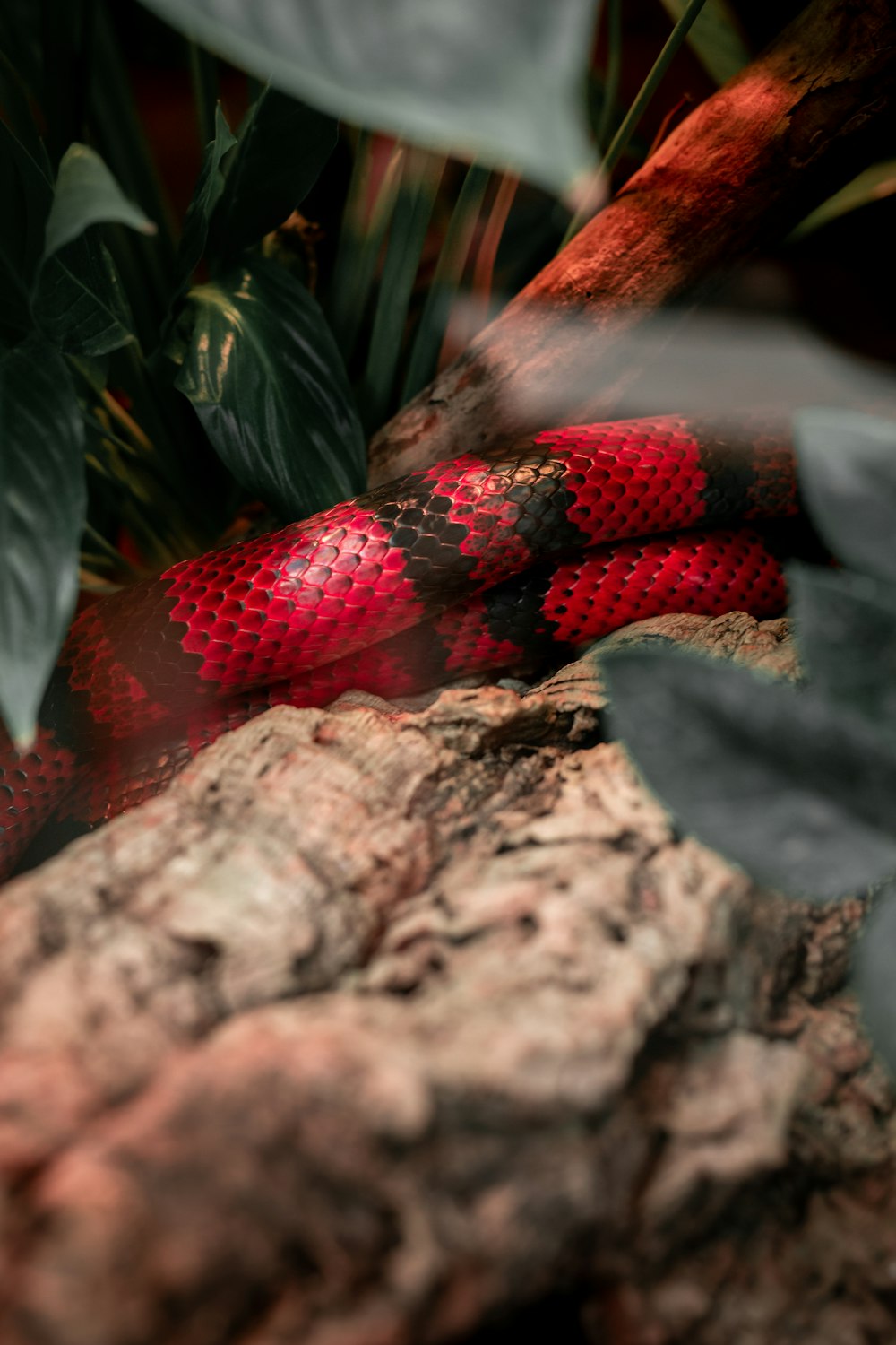 serpent rouge et noir sur bois brun