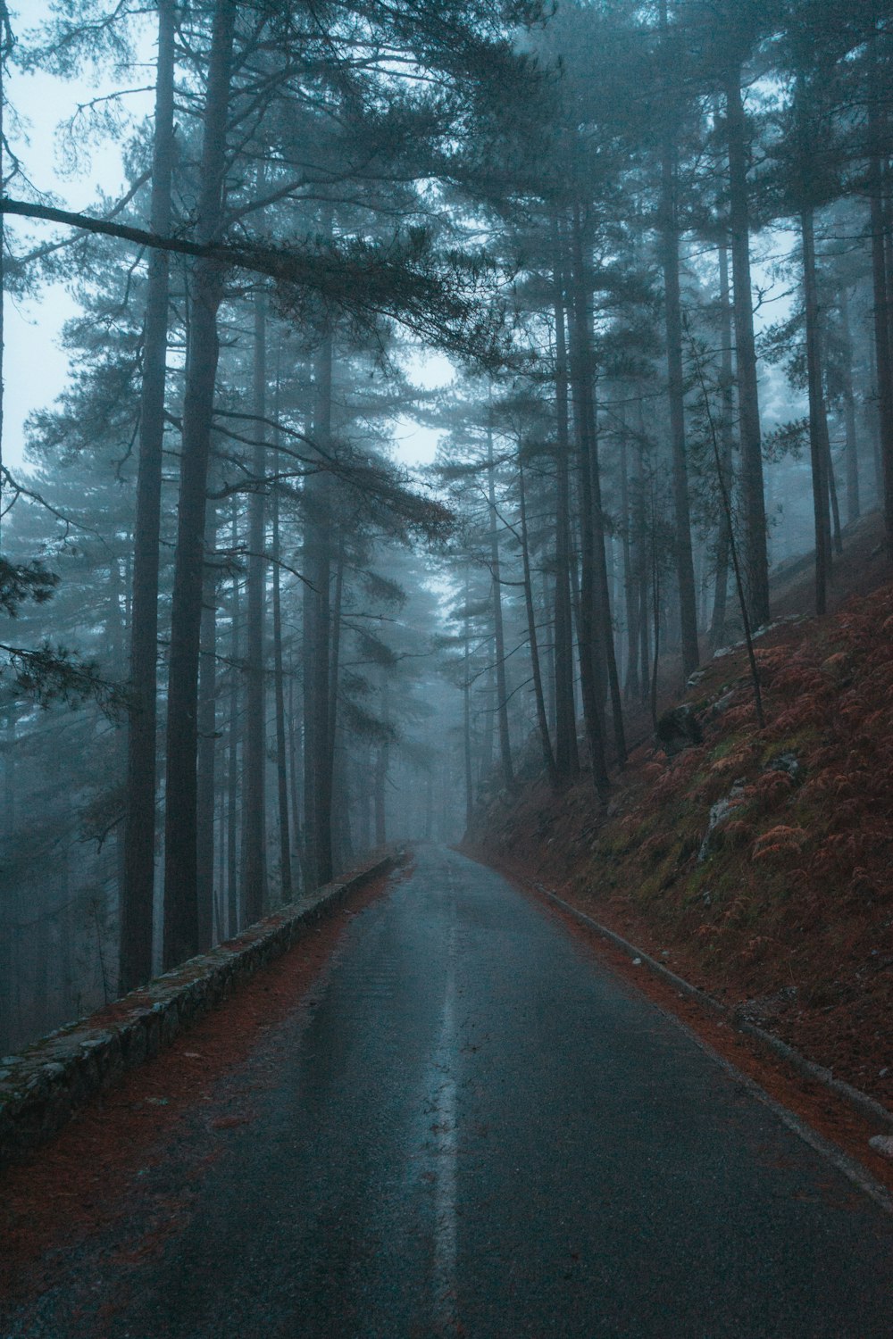 gray road between trees during daytime