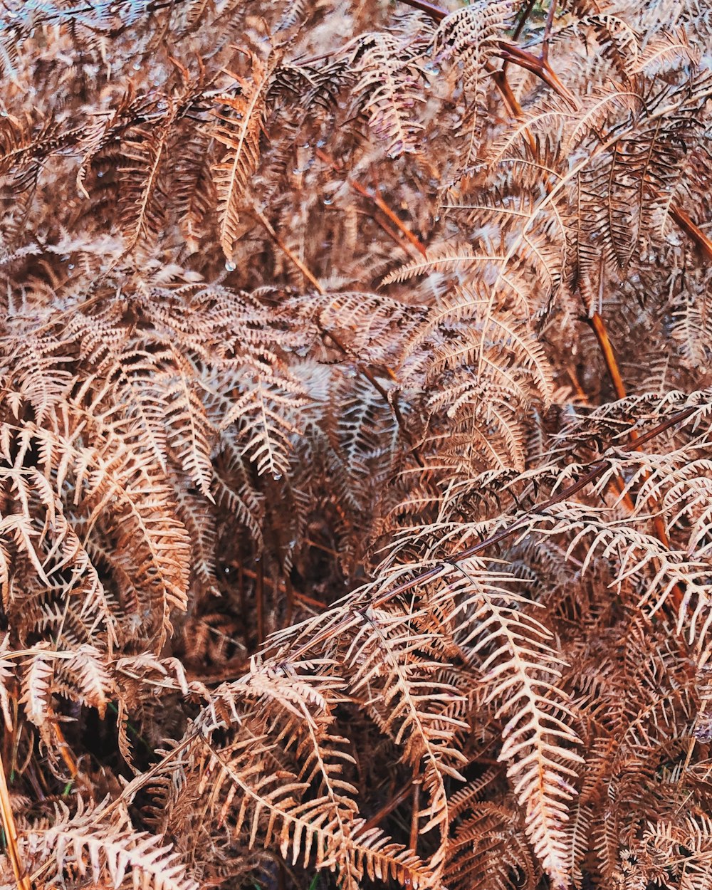 brown wheat field during daytime