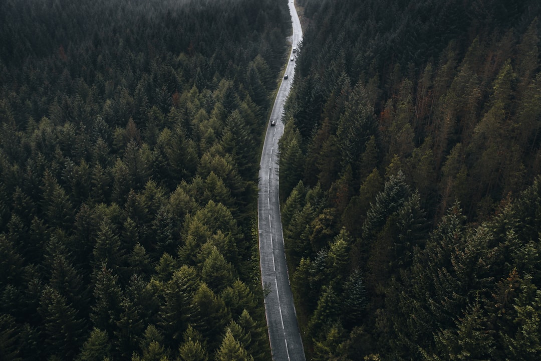 aerial view of green trees during daytime