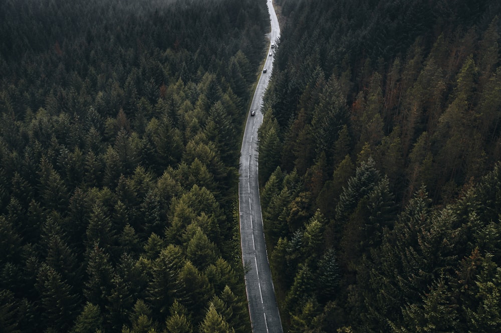 aerial view of green trees during daytime