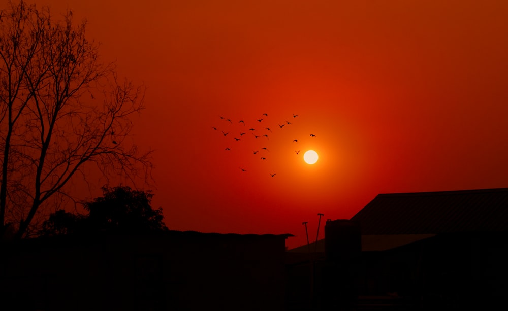 silhouette of trees during sunset