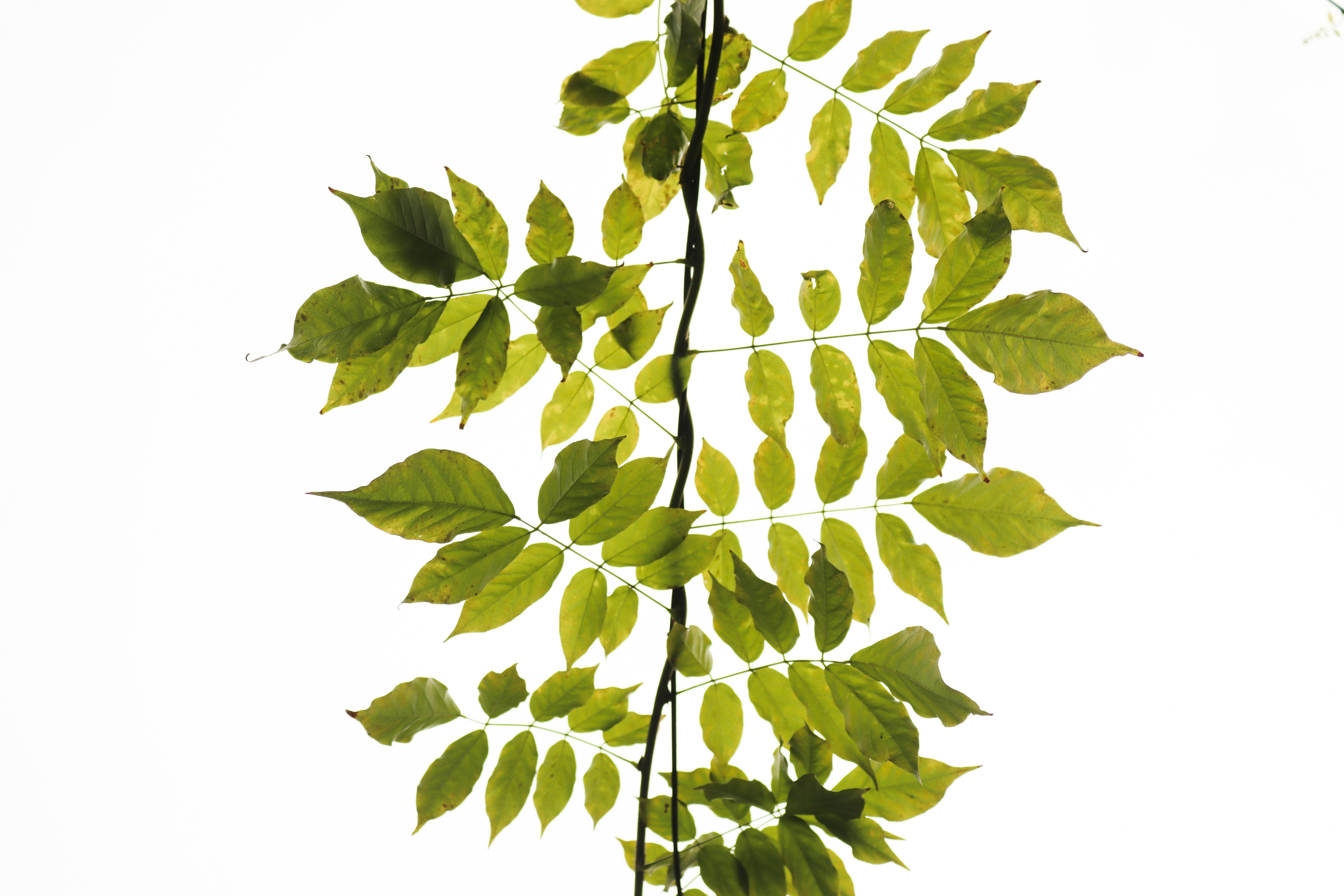 Herbal Leaves Banner