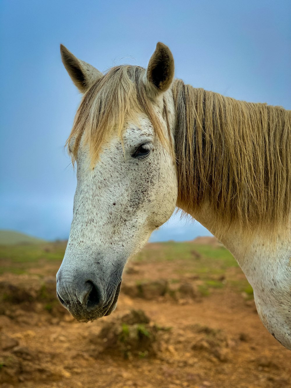 white horse on brown field during daytime