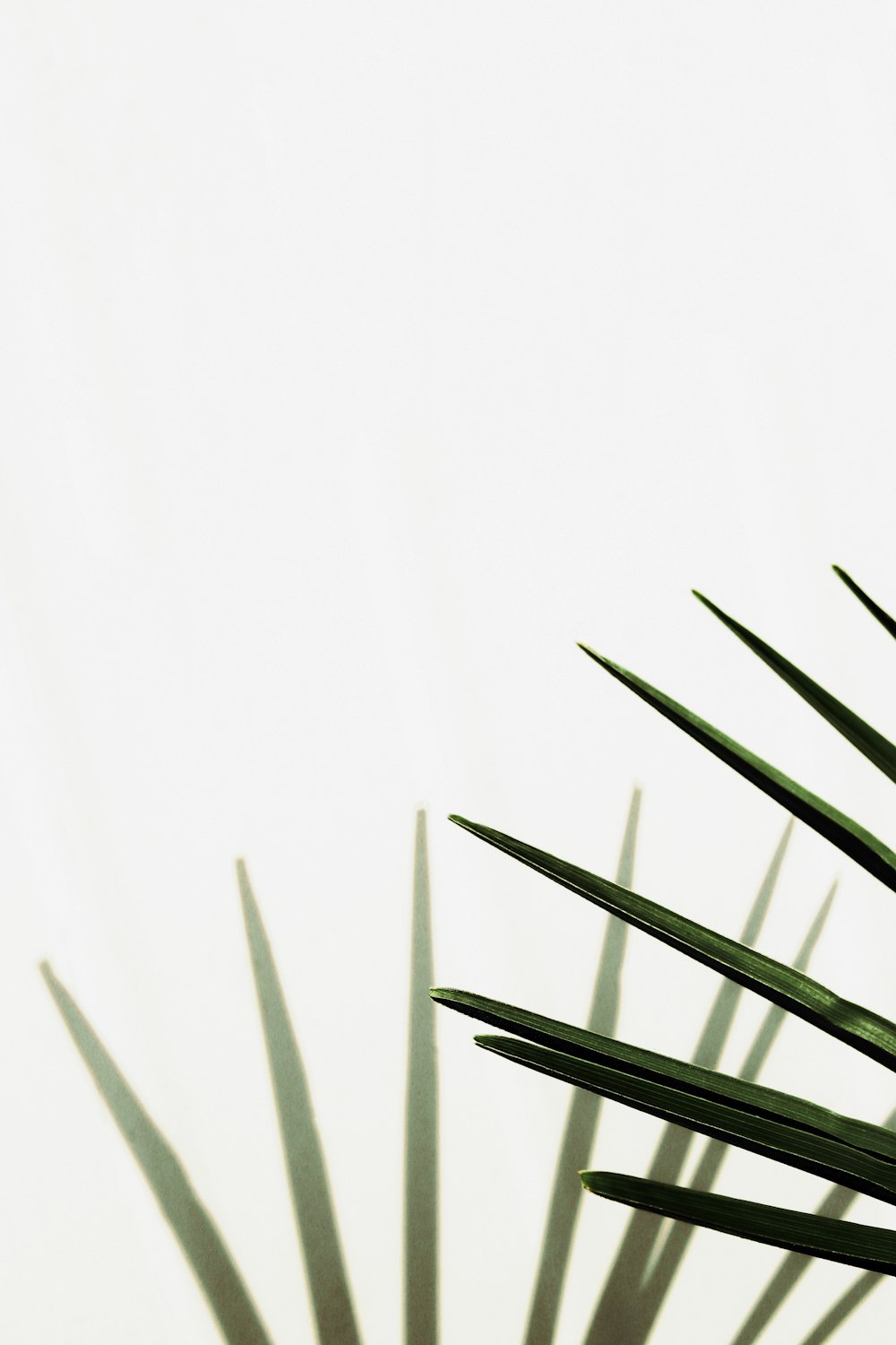 green plant in white background