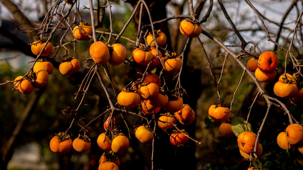 orange fruits on tree during daytime