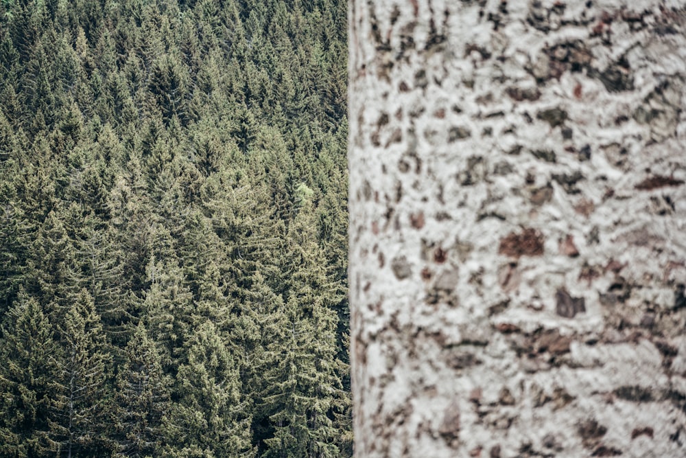 green trees on brown soil