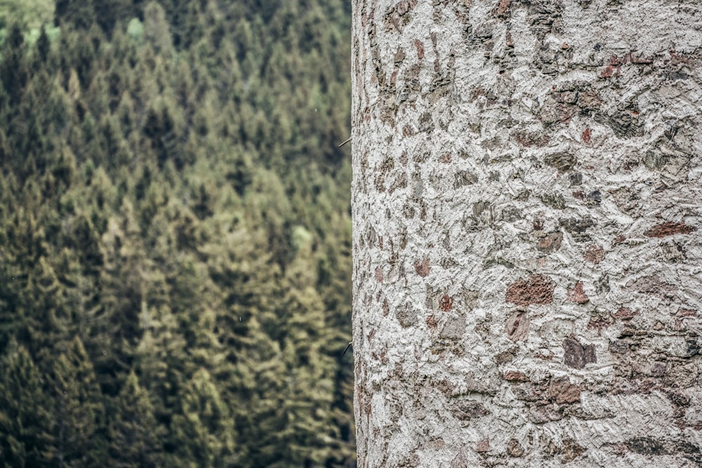 white and brown tree trunk