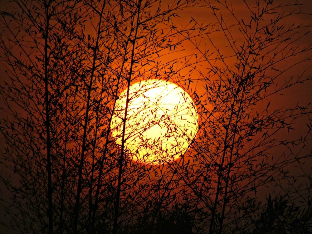 silhouette of trees during sunset