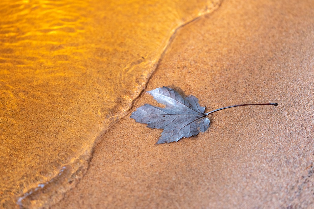 brown leaf on brown sand
