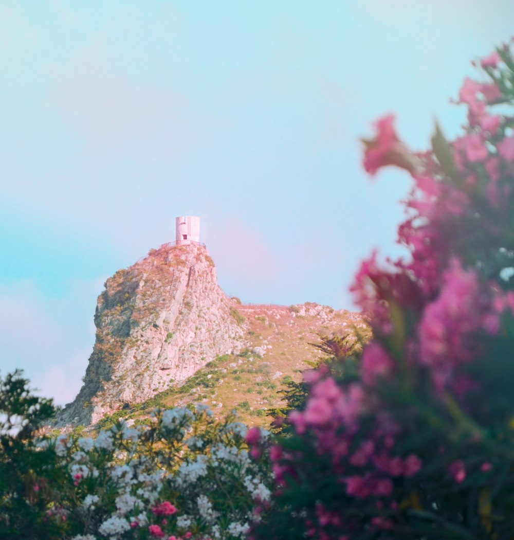 pink flowers near brown rock formation during daytime