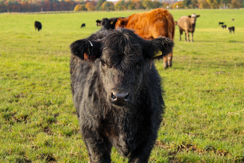 black cow on green grass field during daytime