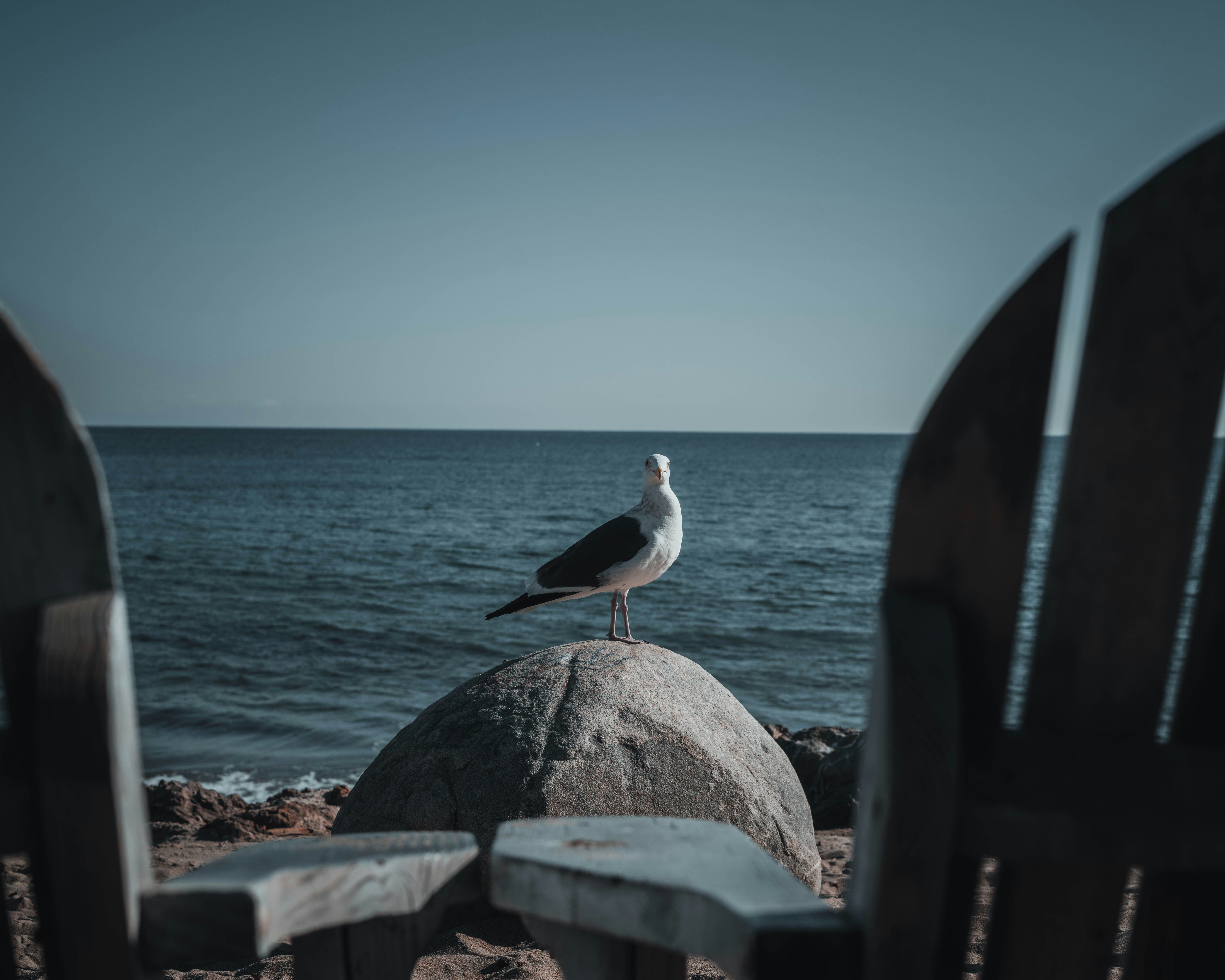 a seagull sitting on top of a rock near the ocean