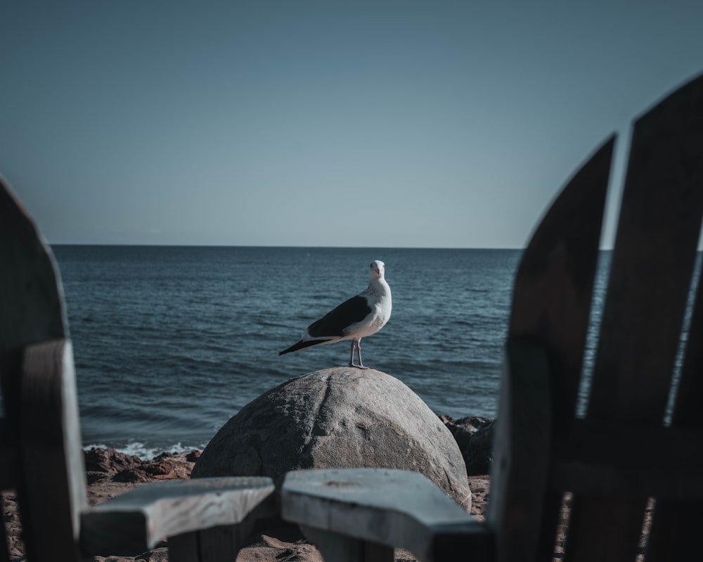 a seagull sitting on top of a rock near the ocean