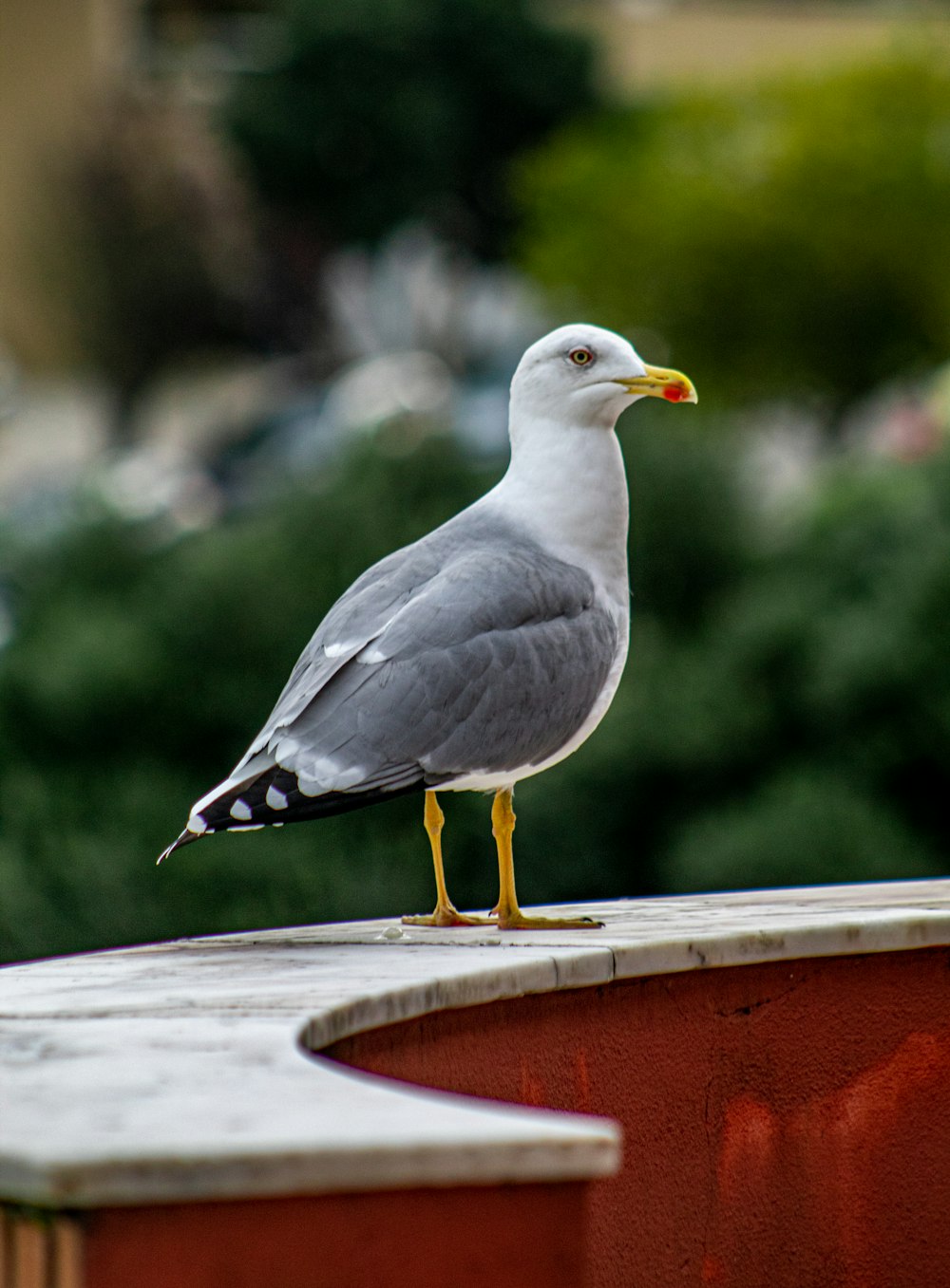 white and gray bird on brown wooden surface during daytime